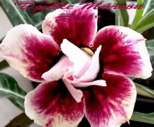 (image for) New Adenium \'Double Maroon Rich\' 5 Seeds